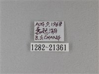 小星弄蝶藏品圖，第3張