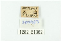 白雀斑灰蝶藏品圖，第3張
