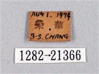 臺灣瑟弄蝶藏品圖，第3張