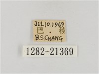 稻弄蝶藏品圖，第3張