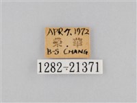 大波眼蝶藏品圖，第3張