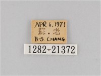 大波眼蝶藏品圖，第3張