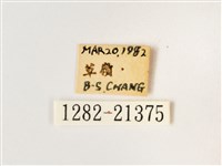 淺色眉眼蝶藏品圖，第3張