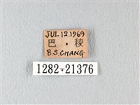橙翅傘弄蝶藏品圖，第3張
