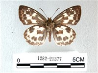 白弄蝶藏品圖，第1張