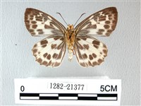 白弄蝶藏品圖，第2張