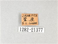 白弄蝶藏品圖，第3張