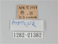 綠灰蝶埔里亞種藏品圖，第3張
