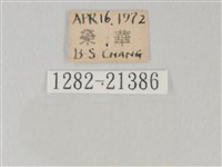 靛色琉灰蝶藏品圖，第3張