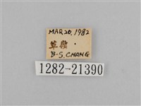 紫帶眉眼蝶藏品圖，第3張
