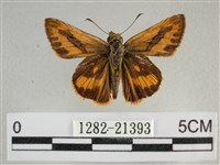 竹橙斑弄蝶藏品圖，第1張