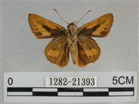 竹橙斑弄蝶藏品圖，第2張