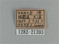 竹橙斑弄蝶藏品圖，第3張