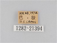 大波眼蝶藏品圖，第3張