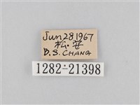 大波眼蝶藏品圖，第3張