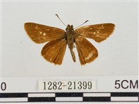 假禾弄蝶藏品圖，第1張