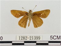 假禾弄蝶藏品圖，第2張