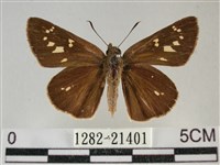 黃紋孔弄蝶藏品圖，第1張