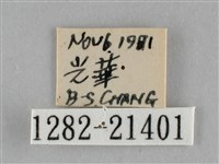 黃紋孔弄蝶藏品圖，第3張