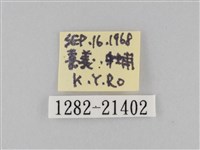 小波眼蝶藏品圖，第3張
