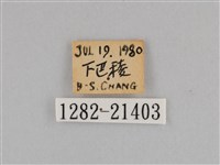 紫帶眉眼蝶藏品圖，第3張