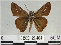 尖翅褐弄蝶藏品圖，第1張