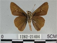 尖翅褐弄蝶藏品圖，第2張