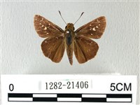 禾弄蝶藏品圖，第1張