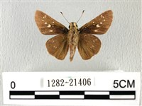 禾弄蝶藏品圖，第2張