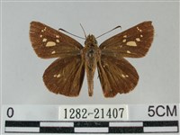 黃紋孔弄蝶藏品圖，第1張