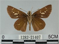 黃紋孔弄蝶藏品圖，第2張