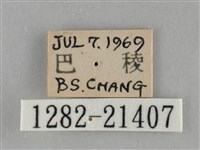 黃紋孔弄蝶藏品圖，第3張