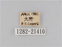 密紋波眼蝶藏品圖，第3張