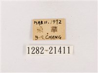 嫵琉灰蝶藏品圖，第3張