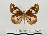 薑弄蝶藏品圖，第2張