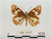 薑弄蝶藏品圖，第2張