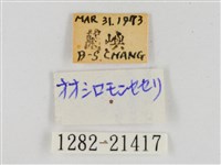 薑弄蝶藏品圖，第3張