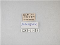 靛色琉灰蝶藏品圖，第3張