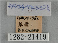 紫日灰蝶藏品圖，第3張