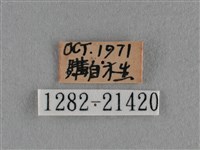 臺灣榿翠灰蝶藏品圖，第3張