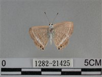 豆波灰蝶藏品圖，第2張