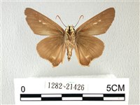 長翅弄蝶藏品圖，第2張