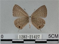 雅波灰蝶藏品圖，第2張