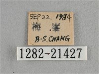 雅波灰蝶藏品圖，第3張