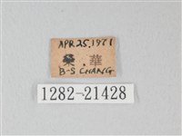 綠灰蝶埔里亞種藏品圖，第3張