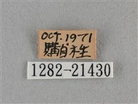 臺灣榿翠灰蝶藏品圖，第3張