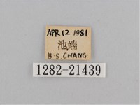 深山黛眼蝶藏品圖，第3張