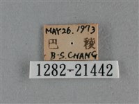 白斑弄蝶藏品圖，第3張