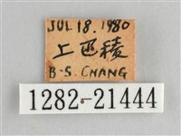 臺灣黛眼蝶藏品圖，第3張