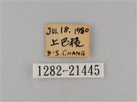 大波眼蝶藏品圖，第3張